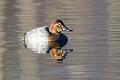 Taffeland - Common pochard (Aythya ferina) female